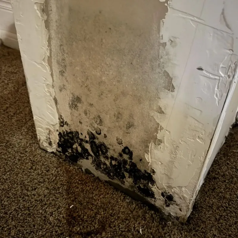 Professional Mold Removal in Martin County, IN